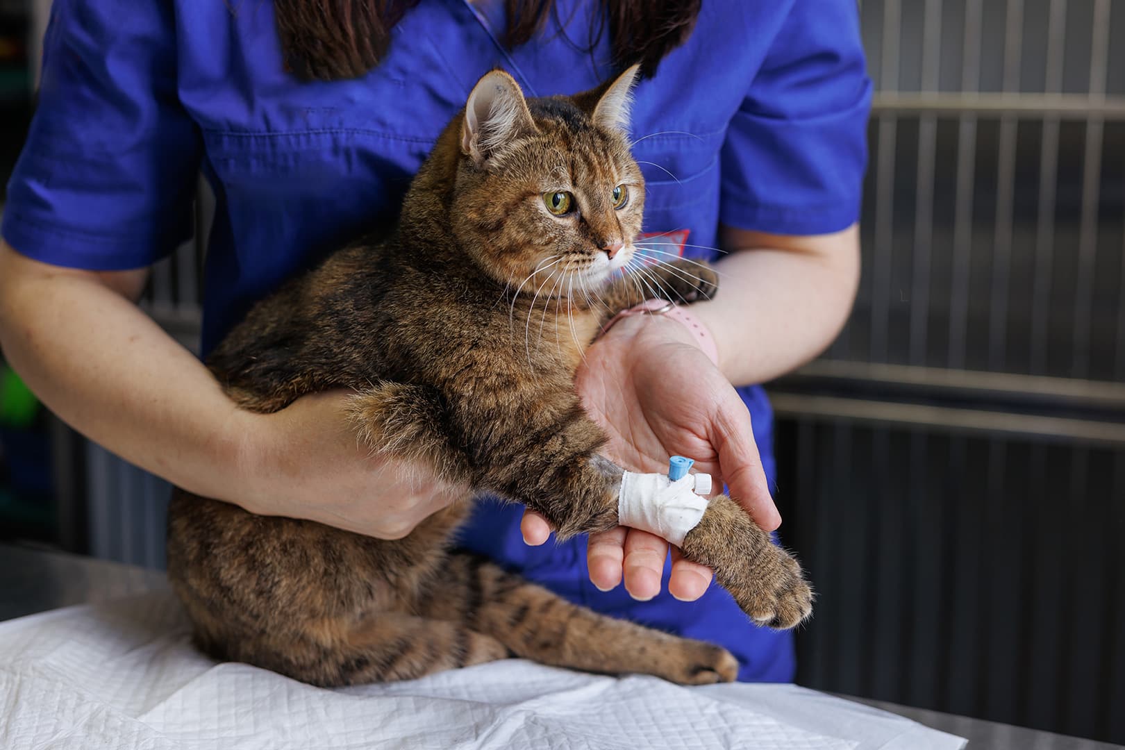 Chirurgie beim Kleintier, Katze bekommt Narkose beim Tierarzt